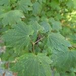 Acer circinatum Feuille
