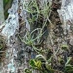 Tillandsia recurvata पत्ता