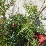 Galactites duriaei Libunga