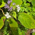 Hydrangea involucrata Blüte