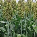 Sorghum bicolorBloem