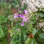 Hesperis matronalisFlower