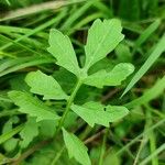 Rorippa amphibia Leaf