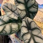 Alocasia baginda Levél