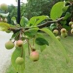 Malus halliana Gyümölcs