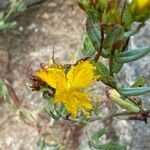 Hypericum linariifolium Flower
