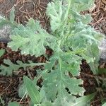 Senecio viscosus Blatt