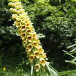 Digitalis ferruginea Flower