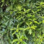 Pittosporum eugenioides Ліст