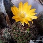 Mammillaria beneckei Кветка