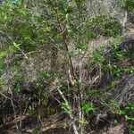 Ficus fraseri Habitus