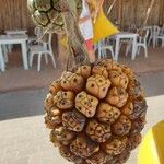 Pandanus utilis Frucht