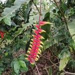 Heliconia rostrataVirág