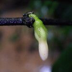 Diospyros bipindensis Flor