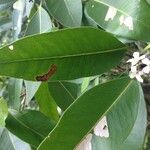 Avicennia germinans Leaf