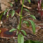 Clarkia rhomboidea عادت