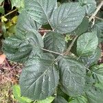 Rubus macrophyllus Blad