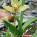 Maxillaria brachybulbon Blomma