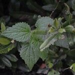 Urtica morifolia Leaf