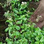 Cyanthillium cinereum Hábito