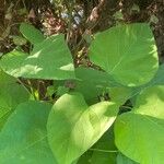 Catalpa speciosa Φύλλο