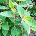 Miconia dependens Feuille