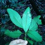 Quiina integrifolia Листок