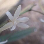 Aerangis calantha Kwiat