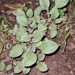 Antennaria plantaginifolia Blatt