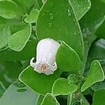 Salpichroa origanifolia Flower