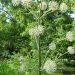 Aralia californica Pokrój