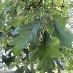 Quercus alba Лист