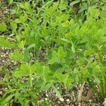 Baptisia australis Hàbitat