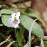 Viola hondoensis
