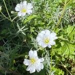 Cerastium gibraltaricum Blüte