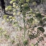 Athamanta montana Fruto