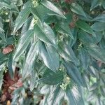 Sarcococca orientalis Leaf