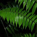 Cyathea surinamensis 叶