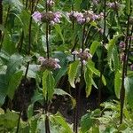 Phlomoides tuberosa Лист