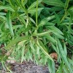 Coreopsis auriculata Hoja