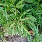 Coreopsis auriculata Leaf