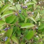 Cornus amomum Fruit