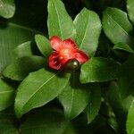 Ochna serrulata Fruit