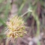 Lamarckia aurea Flower