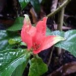 Ruellia chartacea फूल