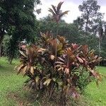 Cordyline fruticosa Çiçek