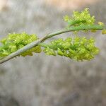 Polystachya golungensis Flower