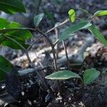 Croton insularis Habitus