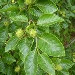 Castanea crenata Συνήθη χαρακτηριστικά