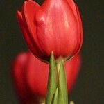 Tulipa gesneriana Floare